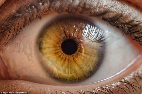 Mogan Andrei's 'Look Into My Eyes' series shows intricate photographs of 300 sets of eyes | Daily Mail Online Hazel Yellow Eyes, Yellow Iris Eye, Yellow Eye Color, Topaz Eyes, Iris Eye, Eyes Images, Yellow Iris, Orange Eyes, Amber Eyes