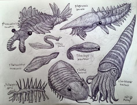 I'm starting a new series showcasing animals from different geologic time periods from Earth's distant past, starting with a bunch of crazy critters from the Cambrian and Ordovician periods. Planet... Precambrian Era Life, Paleozoic Era Animals, Permian Period Animals, Ordovician Animals, Cambrian Period Animals, Cambrian Animals, Cambrian Explosion, Ordovician Period, Paleozoic Era