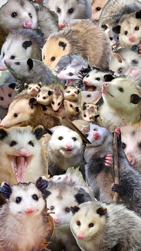 Opossum Wallpaper, Possum Wallpaper, Awesome Possum, Funny Rats, Cutee Animals, Funny Animal Photos, Trash Panda, Hippie Wallpaper, Super Cute Animals