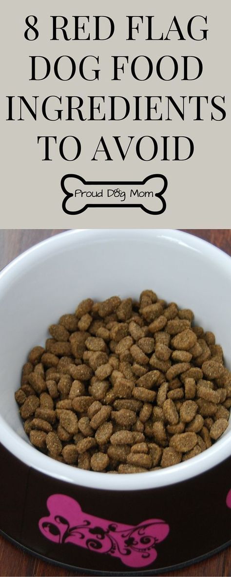 Pet Parents Beware: 8 Red Flag Dog Food Ingredients To Avoid | Dog Health Tips | Dog Food Ingredients, Ingredients To Avoid, Cesar Millan, Food Dog, Dog Health Tips, Food Ingredients, Dog Care Tips, Pet Hacks, Homemade Dog Food