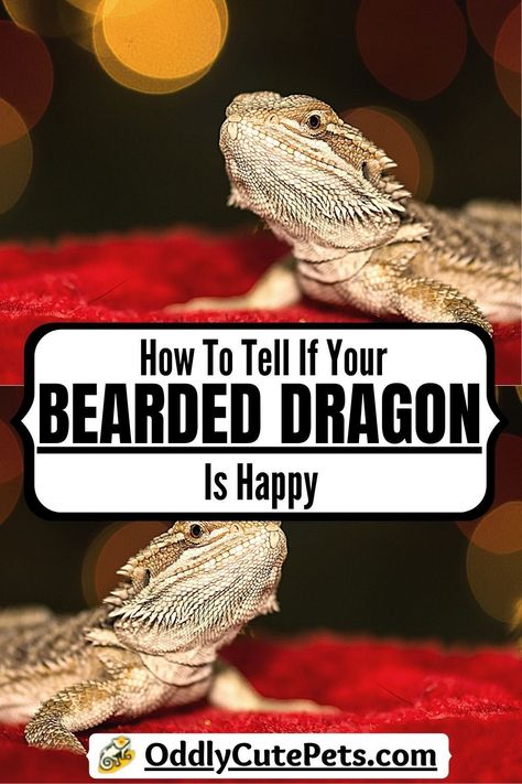 How To Tell If Your Bearded Dragon Is Happy Bearded Dragon Cute Funny, Happy Bearded Dragon, Bearded Dragon Doodle, Bearded Dragon Body Language, Bearded Dragon Bioactive Terrarium, Bearded Dragon Play Area, Cute Bearded Dragon Tank, Juvenile Bearded Dragon, Bearded Dragon Substrate