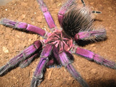 Shockingly Gorgeous Brazilian Pinkbloom TARANTULA Wows with its Purple Hue! | Featured Creature Pink Bloom Tarantula, Spidersona Reference, Pink Tarantula, Mc Outfit, Tarantula Enclosure, Pet Tarantula, Arachnids Spiders, Creepy Crawlers, Pet Spider