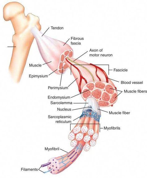 Kinesiology Skeletal System and Muscle Function - Free ebook download as PDF File (.pdf), Text File (.txt) or read book online for free. Kinesiology Skeletal System and Muscle Function Skeletal Muscle Anatomy, Skeletal System Anatomy, Body Muscle Anatomy, Muscular System Anatomy, Anatomical Terms, Human Muscle Anatomy, Medical School Life, Basic Anatomy And Physiology, Nurse Study Notes