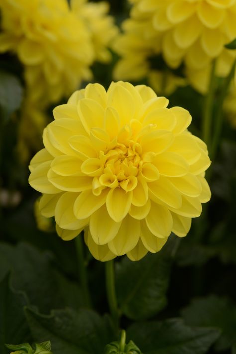 Yellow Dalia, Dahlia Labyrinth Two Tone, Dahlia Vassio Meggos, Hamari Gold Dahlia, Dahlia Karma Prospero, White Flowering Plants, Yellow Dahlia, Rose Fushia, Attract Butterflies