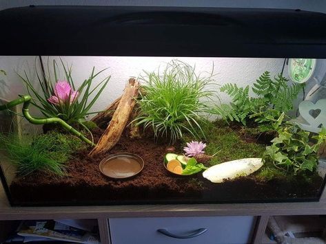 African Snail Terrarium Ideas, African Snail Terrarium, Giant African Land Snail Enclosure, Giant African Land Snails Tank, African Land Snail Tank Ideas, Land Snail Terrarium, Snail Tank Ideas, Snail Terrarium Ideas, Snail Enclosure Ideas