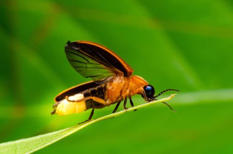 Apparently This Is The Scary Reason Why You Don't See Fireflies On Your Lawn Anymore Firefly Images, Catching Fireflies, Firefly Lights, Most Beautiful Animals, Light Pollution, Natural Phenomena, Animals Of The World, How To Make Light, Smoky Mountains