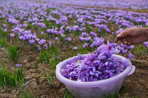 Saffron Crocus, Travel Turkey, The Plant, Travel Ideas, Agriculture, Herbs, Fruit, Drawings, Plants