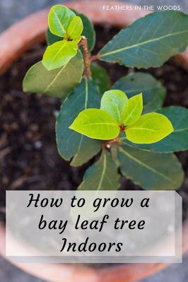 How to grow a bay leaf tree Bay Leaf Plant Care, Bay Laurel Tree In Pot, Bay Leaf Plant In Pot, Foraging Australia, Bay Leaf Magic, Bay Plant, Cleansing Prayers, Herb Tips, Allotment Planning