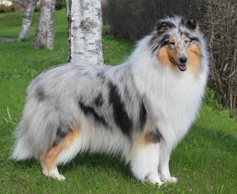 Shetland Sheepdog Blue Merle, Rough Collies, Shetland Sheepdog Puppies, Dog Dna Test, Sheltie Dogs, Sheep Dogs, Shetland Sheep, Dog Drawings, Collie Puppies