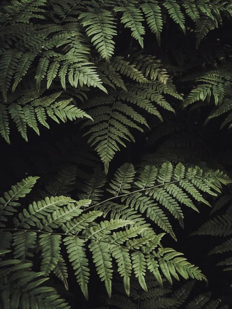 Fern Core Aesthetic, Fern Aesthetic Wallpaper, Fern Green Aesthetic, Plants Dark Aesthetic, Ferns Aesthetic, Dark Academia Plants, Fern Aesthetic, Naturalist Aesthetic, Forest Moodboard