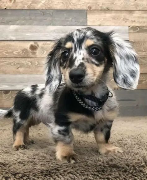 21 Dachshunds With The Most Beautiful Coat Patterns. The Last One… WOW. - The Paws Dotson Puppies, Dapple Dachshund Puppy, Dachshund Breed, Dapple Dachshund, Long Haired Dachshund, Popular Dog Breeds, Weenie Dogs, Dachshund Puppies, Dachshund Puppy