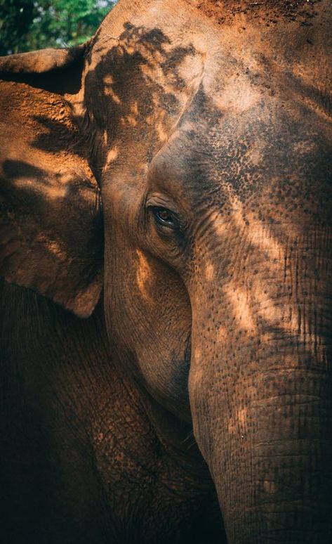 Asian Elephant Photography, Elephants Sri Lanka, Elephant Close Up, Sri Lanka Elephants, Cute Elephant Wallpaper, Elephants Aesthetic, Sri Lanka Nature, Elephant Aesthetic, Asian Elephants