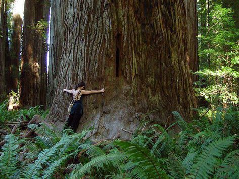 Lev Livet, Matka Natura, Tree Hugger, Samar, Alam Semula Jadi, Foto Inspiration, Nature Aesthetic, Ravenclaw, In The Forest