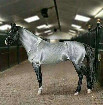 Amazing Silver Bliss Akhal-teke, Cai Arabi, Ahal Teke, Unusual Horse, Gray Horse, Akhal Teke Horses, Rare Horses, Majestic Horses, Gorgeous Horses