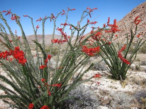 Anza Borrego | Ocotillo Cactus in bloom | Cactus | Pinterest Ocotillo Cactus, Ocotillo Plant, Arizona Plants, Root Plants, Meteor Garden 2018, Desert Flowers, Desert Garden, Dry Creek, Garden Route