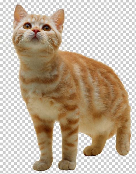 Cats Png, Free Download Pictures, Photo Elements, Cat Brain, Cat Png, Image Cat, Image Chat, Background Clipart, Pet Kitten