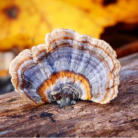 𝕄𝕣𝕤 𝕋’𝕤 𝕊𝕔𝕚𝕖𝕟𝕔𝕖 on Instagram: “Turkey tails 😍 Who knew fungi could be so beautiful!! . . .  Trametes versicolor is a common mushroom found throughout the world. The term…” Turkey Tail, Turkey Tail Mushroom, Photo Reference, Under The Sea, Painting Inspiration, Stuffed Mushrooms, Herbs, Sketch Book, Instagram