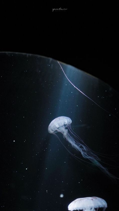 Aquarium Aesthetic Wallpaper, Aesthetic Anime Black, Nature Photo Editing, Pluto Aesthetic, Cute Edits, Jellyfish Photography, Editing Picsart, Black And Blue Wallpaper, Blue Jellyfish