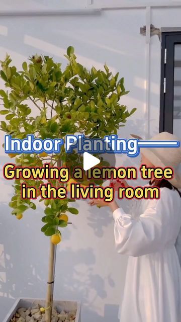 GardenHomeMania on Instagram: "Growing a lemon tree in your living room #garden #indoorgarden #homegarden #indoorplants #houseplants #tree #lemontree #interiordesign" Indoor Lemon Tree Houseplant, Growing A Lemon Tree, Indoor Lemon Tree, Lemon Health, Tree Indoor, Living Room Garden, Lush Lawn, Thriving Garden, Room Garden