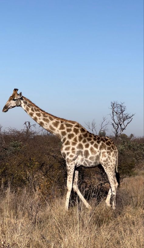 British Airways, Cabin Crew, Johannesburg, South Africa, Animals, Travel