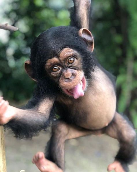 Baby Chimpanzee, Tattoo Nature, Animals Tattoo, Baby Animal Drawings, Tattoo Aesthetic, Monkey Pictures, Wild Animals Pictures, Jane Goodall, Wonders Of Nature