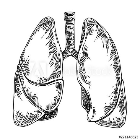 Stock Image: Human anatomy. Lungs. Sketch. Engraving style. Vector illustration. Lungs Sketch, Anatomy Lungs, Lungs Drawing, Lungs Art, Lung Anatomy, Medical Drawings, Human Lungs, Human Anatomy Art, Medical Art