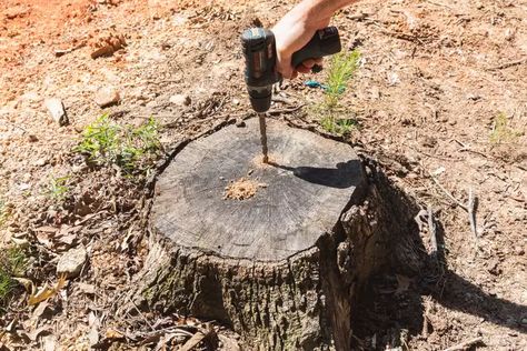 How to Kill a Tree Stump 4 Different Ways How To Remove A Tree Stump, How To Kill A Tree Stump Fast, Kill Tree Stump, Stump Out, Removing Tree Stumps, Warhammer Bases, Stump Removal, Root Structure, Tree Stumps