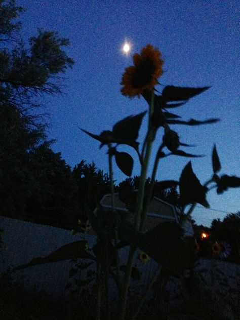 Moon kissed Sunflower Moon And Sunflower, Sunflower Moon, Dandelion, Sunflower, Moon, Plants, Flowers, Nature