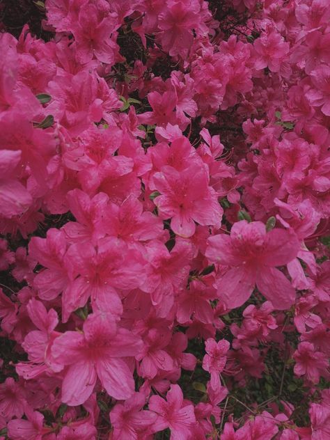 Bright Pink Asthetics, Pink Obsession Aesthetic, Pink Reference, Mexican Pink Aesthetic, Fashion Pink Aesthetic, Pink Aesthetic Bright, Dark Pink Roses Aesthetic, Shades Of Pink Aesthetic, Dark Pink Flowers Aesthetic