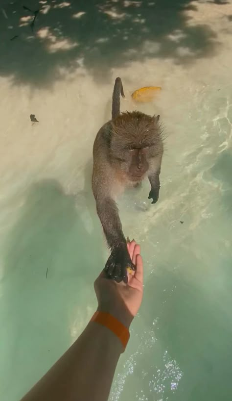 Thailand travel, monkeys, ocean, aesthetic Thailand Holiday Aesthetic, Tropical Travel Aesthetic, Travel Aesthetic Thailand, Thailand Girls Trip, Thailand Story Instagram, Thailand Instagram Story, Monkey Beach Thailand, Thailand Monkey, Phuket Thailand Aesthetic