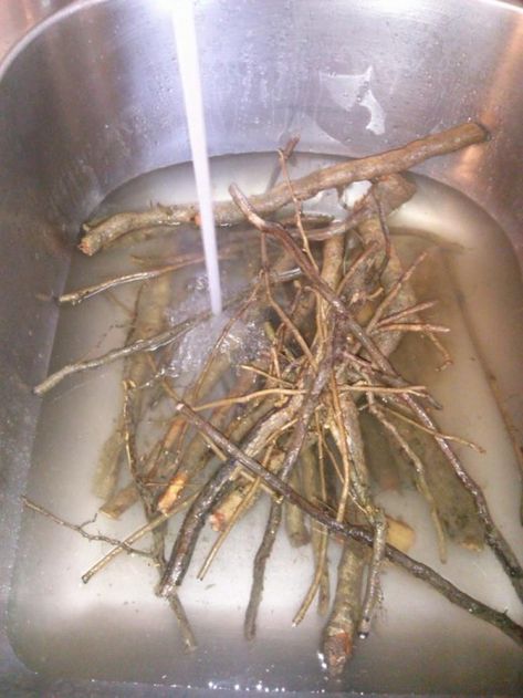 Place the roots in a sanitized sink. Fill with just enough lukewarm or cool water to cover the roots. Sassafras Root, Sassafras Tea, Sassafras Tree, Herb Uses, Herbs Medicinal, Useful Plants, Wild Food Foraging, Food Foraging, Medicinal Herbs Garden