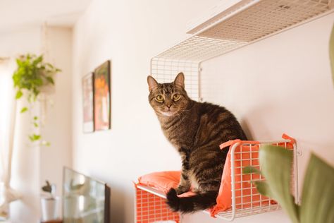 Diy cat shelves