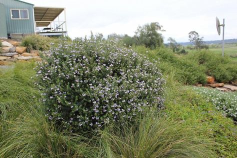 Bottlebrush Plant, Australian Garden Design, Mauve Flowers, Hedging Plants, Ground Covers, Dry Garden, Australian Garden, Australian Native Plants, Coastal Gardens