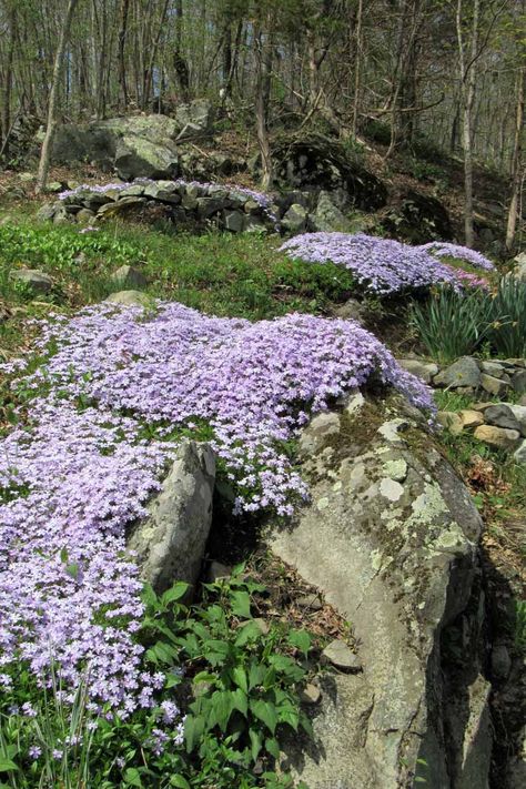 Flowering Ground Cover Perennials, Best Plants For Shade, Phlox Flowers, Perennial Ground Cover, Easy Perennials, Creeping Phlox, Shade Garden Plants, Rock Garden Plants, Shade Perennials