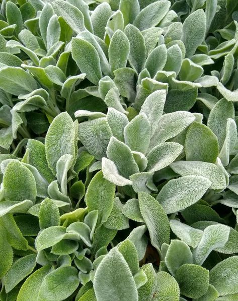 Lambs Ear Plant Care And Growing Guide Lambs Ear Plant, Best Ground Cover Plants, Perennial Ground Cover, Sweet Woodruff, Lush Landscape, Creeping Jenny, Ground Cover Plants, Lambs Ear, Hens And Chicks