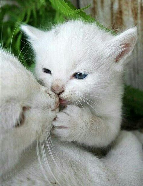 Precious kitten Kitty Kisses, Nosara, White Kittens, Cute Kittens, Beautiful Cats, 귀여운 동물, Animals Friends, Crazy Cats, Cat Pics