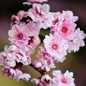 Buy a Beautiful Plum Tree Today | Nature Hills Nursery Floribunda Roses, Redbud Tree, Street Trees, Crabapple Tree, Blueberry Bushes, Dogwood Trees, Single Tree, Plum Tree, Spring Flowering Bulbs