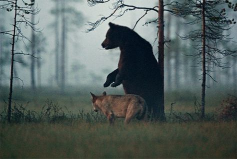 Bffs Pics, Bear And Wolf, Female Wolf, Mammals Animals, Male Bear, Animal Heart, Animal Friendships, Gorgeous Pics, Scene Ideas