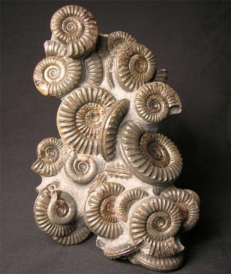 Fossil Art, Geometry In Nature, Carnival Of The Animals, Growth And Decay, Mermaid Statues, Animal Skeletons, Fossil Bones, Rocks And Fossils, Geology Rocks