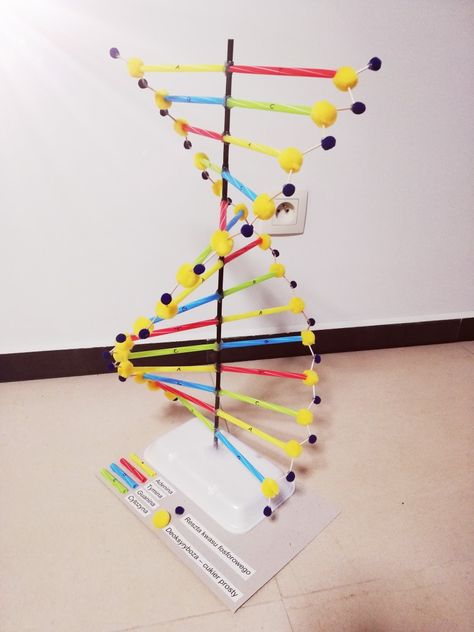 Model 3D DNA Dnk Model Diy, Dna Replication Model Project, Diy Dna Model, Dna Model Project Ideas Biology, Dna Paper Model, Dna Structure Model, Dna Replication Model, Model Dna, Dna Model Project