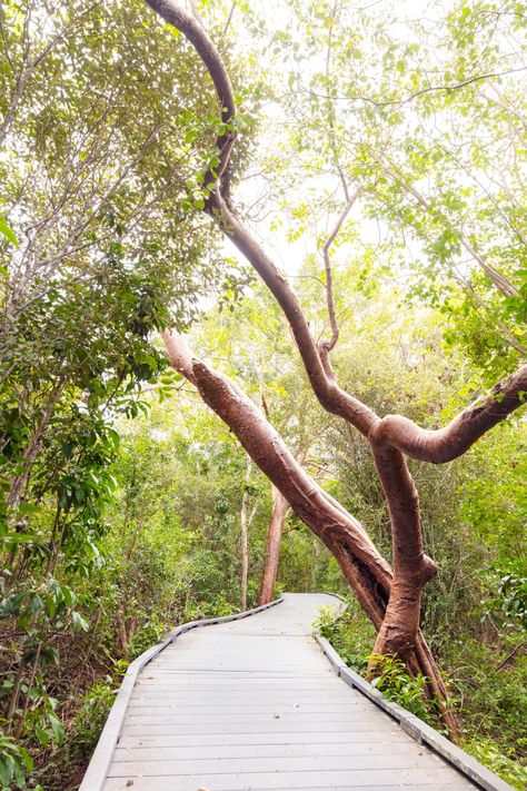 Sanibel Island Florida, Wooden Bike, Florida Living, Hidden Treasure, Bike Path, Fishing Guide, Sanibel Island, Old Florida, Bay View