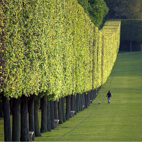 ▪️◾️ Visual Vamp, Chateau France, Formal Gardens, Alam Yang Indah, Shade Garden, Beautiful Tree, Dream Garden, Hedges, Landscape Architecture