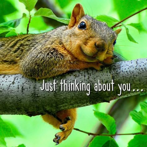 Squirrel Quote, Funny Squirrel Pictures, Happy Squirrel, Squirrel Feeders, Squirrel Pictures, Squirrel Funny, Squirrel Girl, Good Morning Sunshine Quotes, Thinking About You