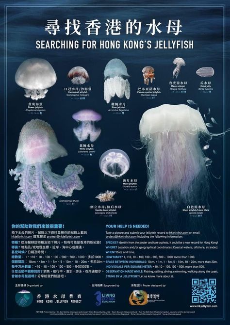 Jelly Fish Posters, Jellyfish Poster, Sea Jellies, Jellyfish Light, Princess Jellyfish, Ocean Room, Jellyfish Art, Water Animals, Aquatic Animals