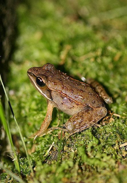 North American Wood Frog (Lithobates sylvaticus) Wood Frog, C Photo, Amazing Frog, Pet Frogs, Funny Frogs, Exotic Fish, Reptiles Pet, Little Critter, Frog And Toad