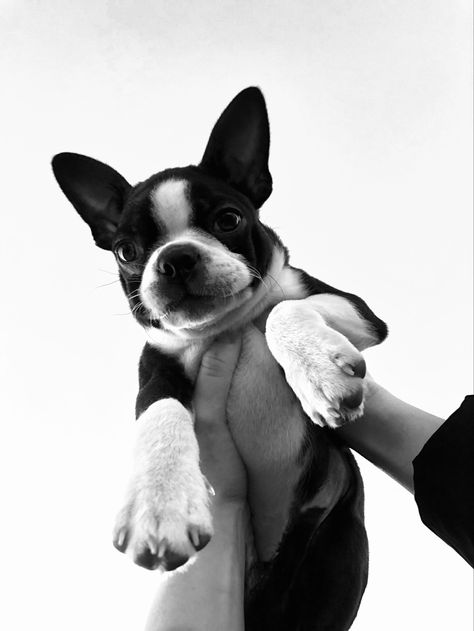 Boston Terrier Photography, Boston Terrier Aesthetic, Pet Photoshoot, Aesthetic Dogs, Animal Photoshoot, Fam Photos, Cavapoo Puppies, Boston Terrier Love, Boston Terriers