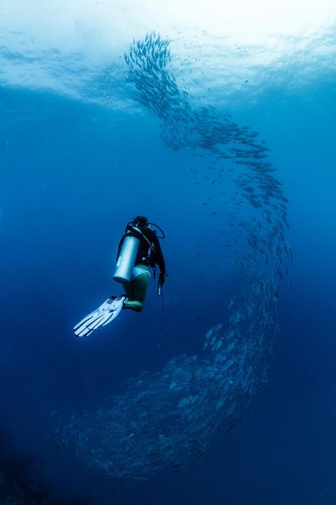 Фотография Surrounded автор Phil Symonds на 500px Sea Diving, School Of Fish, Free Diving, Diving Gear, Deep Blue Sea, Scuba Diver, Underwater Photography, Sea And Ocean, Sea World