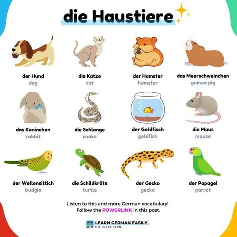 German Animals Vocabulary, Animals In German Language, German Vocabulary Pictures, German Animals, German Vocabulary, German Study, German Travel, German Phrases, Germany Language