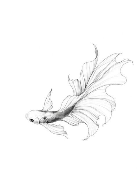 Small Betta Fish Tattoo, Beta Fish Line Art, Fineline Koi Fish Tattoo, Beta Tattoos, Betta Fish Tattoo Design, Beta Fish Tattoo Design, Fine Line Koi Fish Tattoo, Tattoo Carpe Koi, Two Koi Fish Tattoo