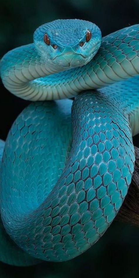 Snake Photos, Cobra Tattoo, Viper Snake, Animals Wallpapers, Types Of Snake, Colorful Snakes, Snake Wallpaper, Photography Animals, Animals Photography